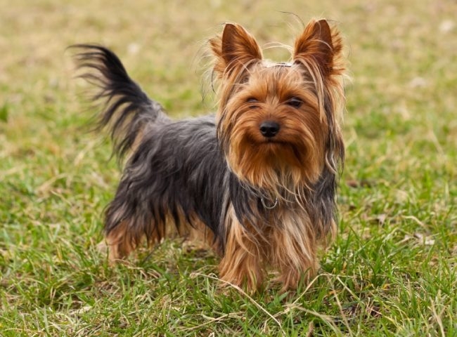 Justiça gaúcha condena homem acusado de chutar e matar cão da raça Yorkshire